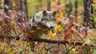 A wolf jumping over a fallen tree in autumn