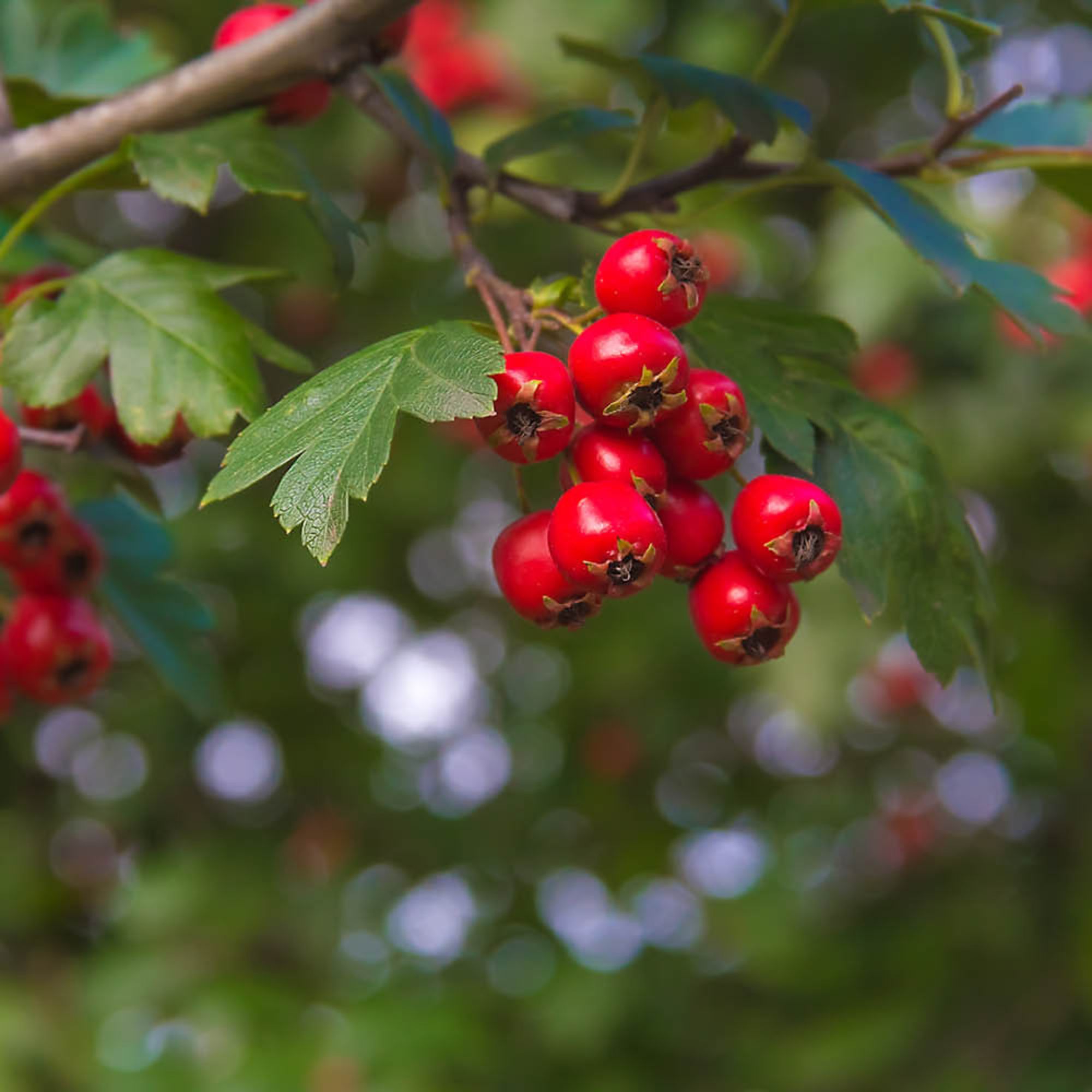 hawthorn hedge with berries