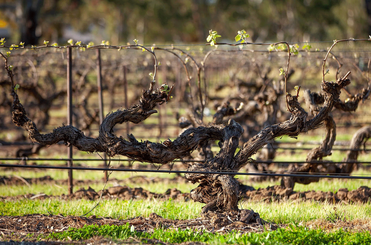 Old Shiraz vines in Elderton's Nuriootpa vineyard