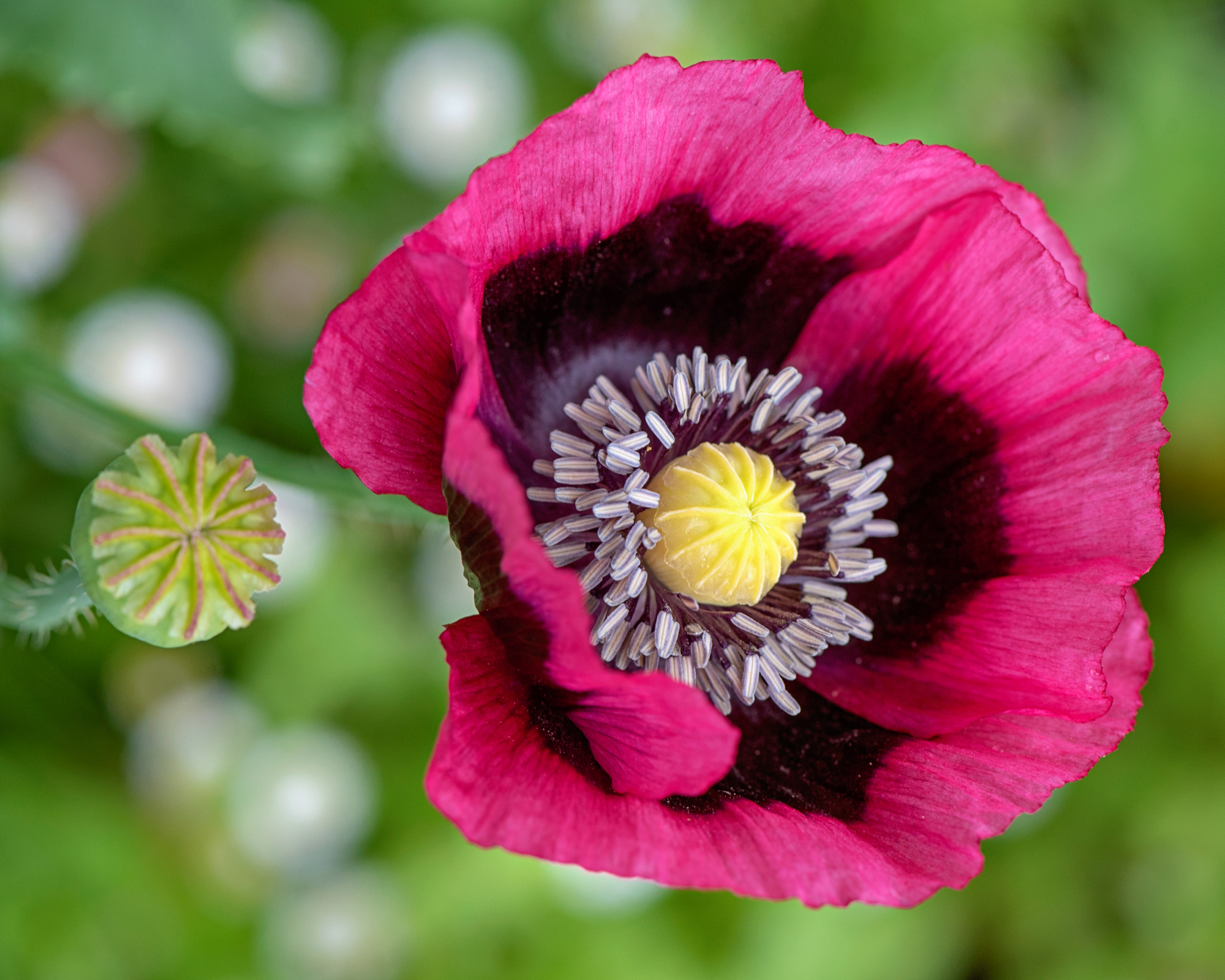 papaver somniferum or opium poppy