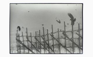 Ravens flying over wooden fence