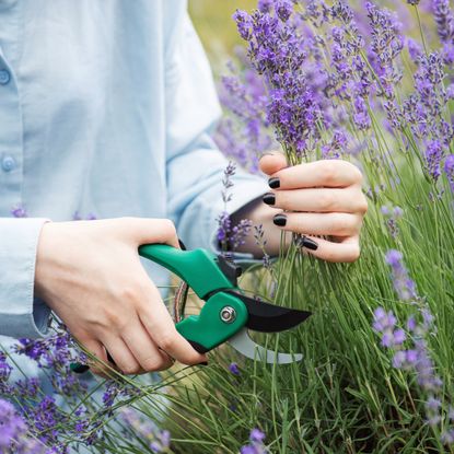 Woman pruning lavender