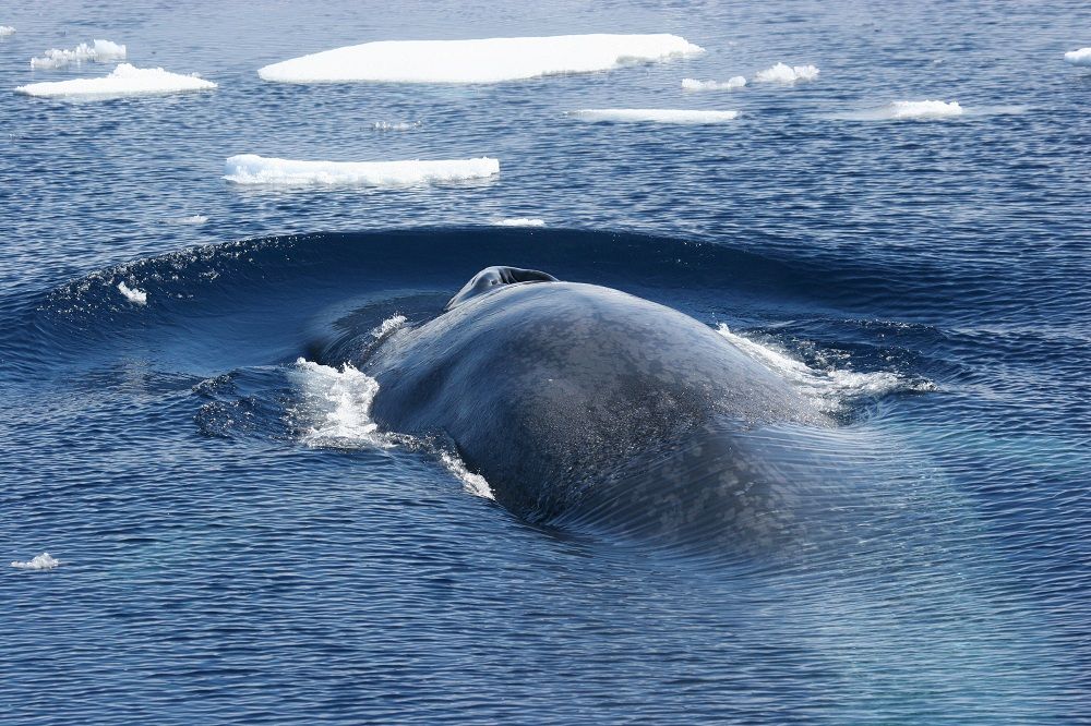 Antarctic blue whale: World's Tallest whale