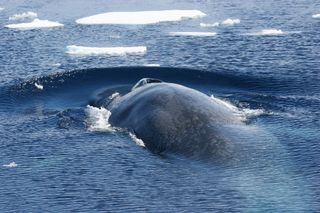 an Antarctic blue whale surfaces in the ocean