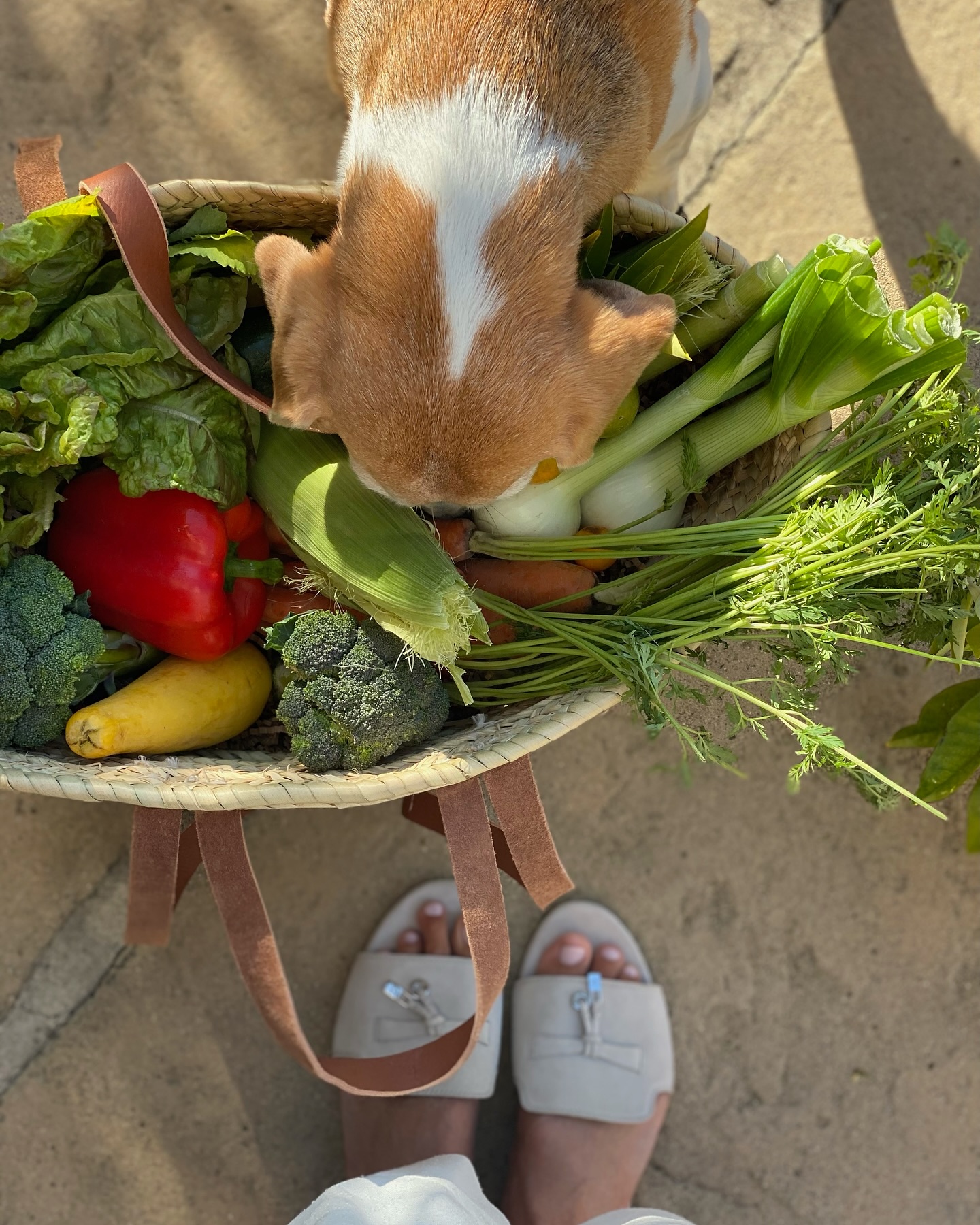 Meghan Markle's feet and a basket of vegetables with her dog Mia's head in it