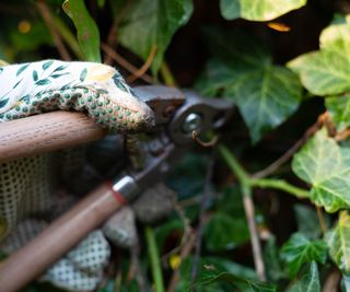 View of a gardener's gloved hand using secateurs to begin pruning back untidy plant growth on an ivy in the garden