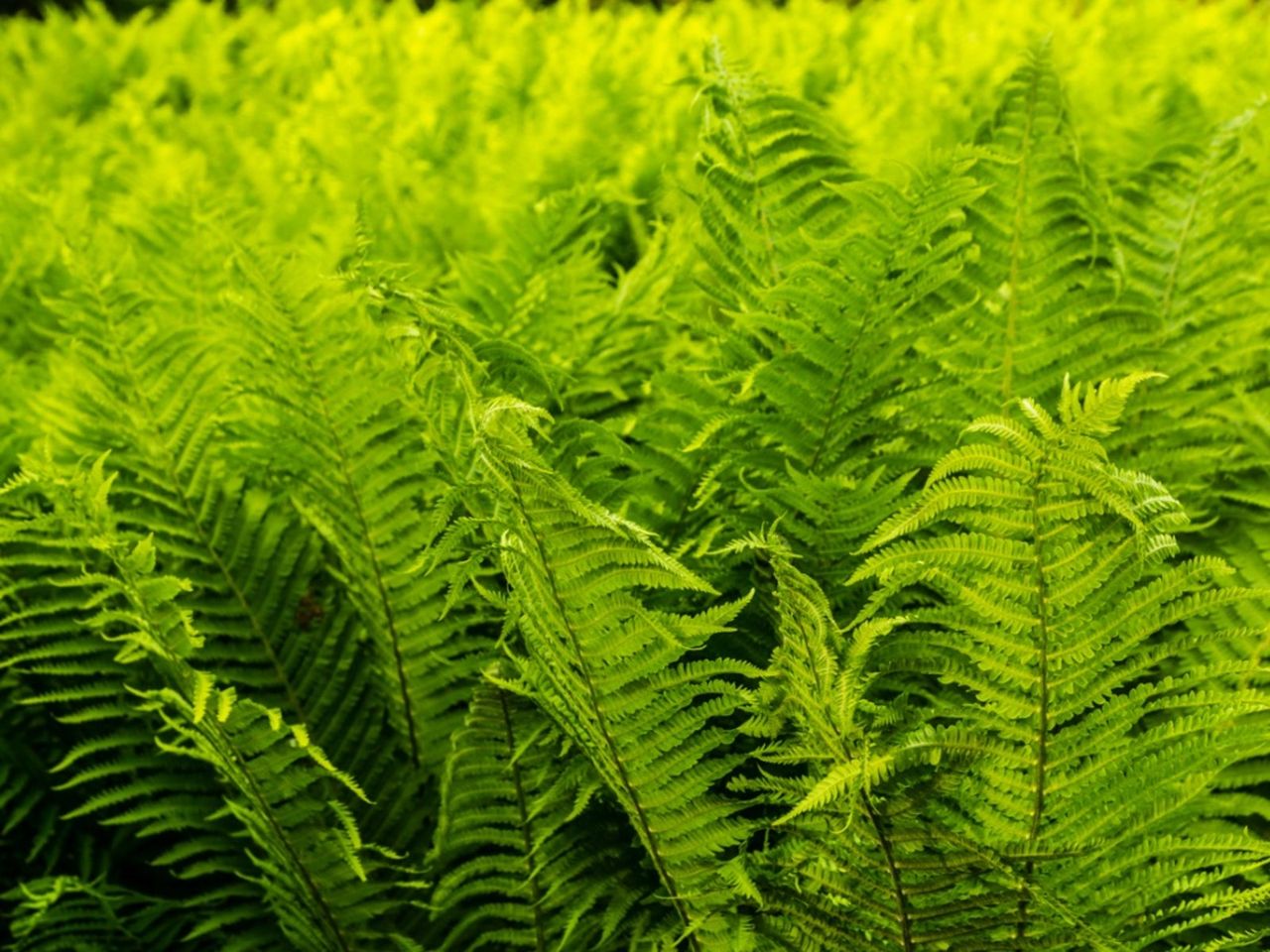 Light Green Ostrich Fern Plants