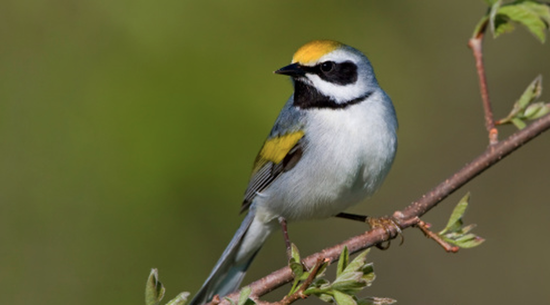 Psychic birds could predict storms in advance