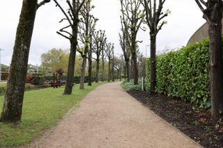 Walkway lined with trees