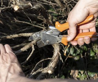 Pruning woody lavender plants with secateurs