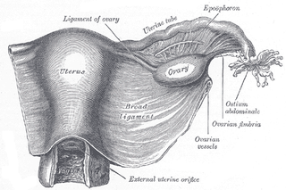 The uterus, vagina and female reproductive system.