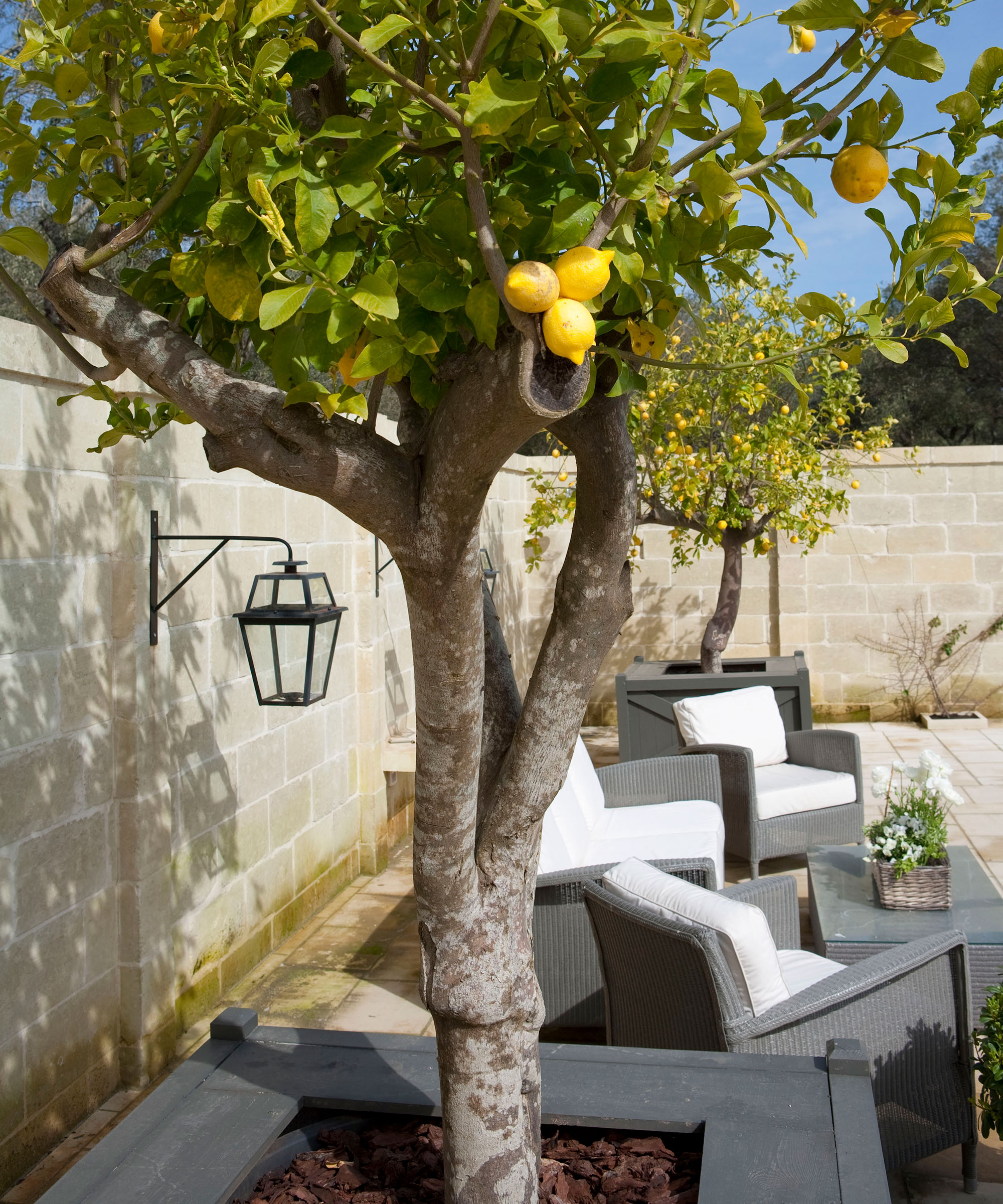 A small, walled courtyard garden idea with a lemon tree growing out of a square planter, and dark gray wicker outdoor seating around a coffee table.