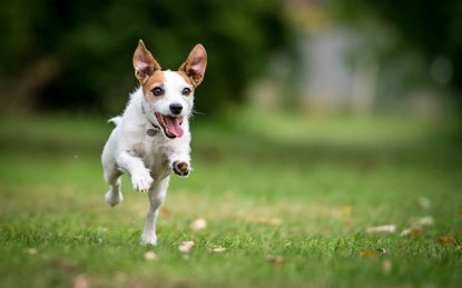 A Jack Russell running in a park