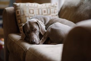 Weimaraner dog resting on couch.