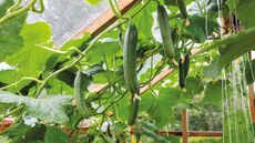 cucumbers growing vertically in a greenhouse
