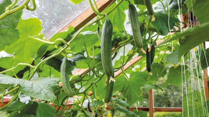 cucumbers growing vertically in a greenhouse