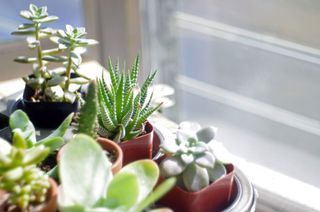 group of succulents by a window