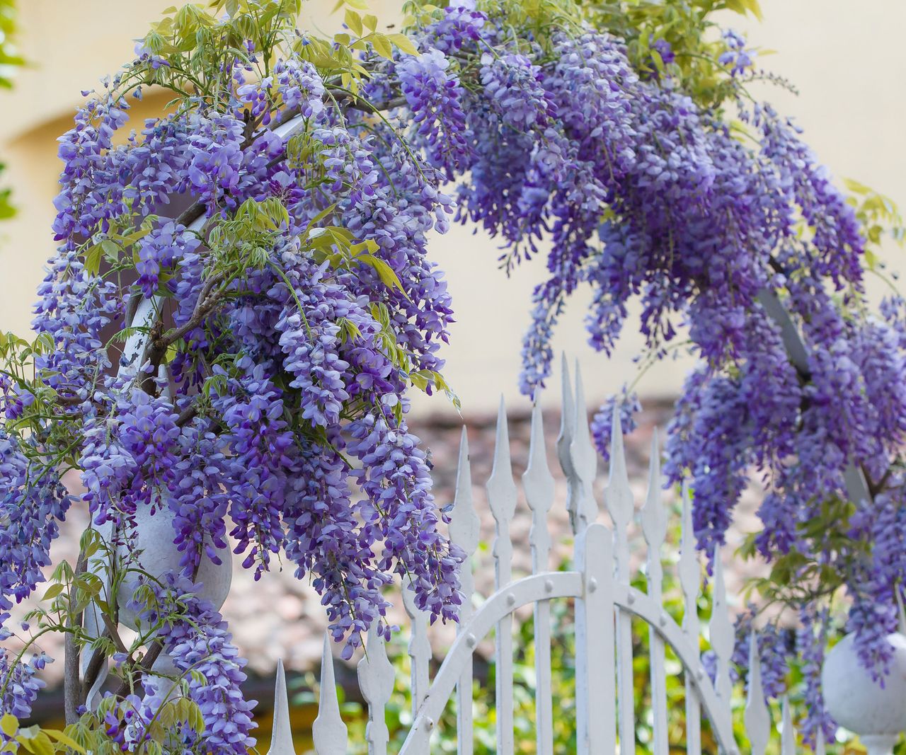 How to grow wisteria in pots: expert climbing plant advice | Homes and ...