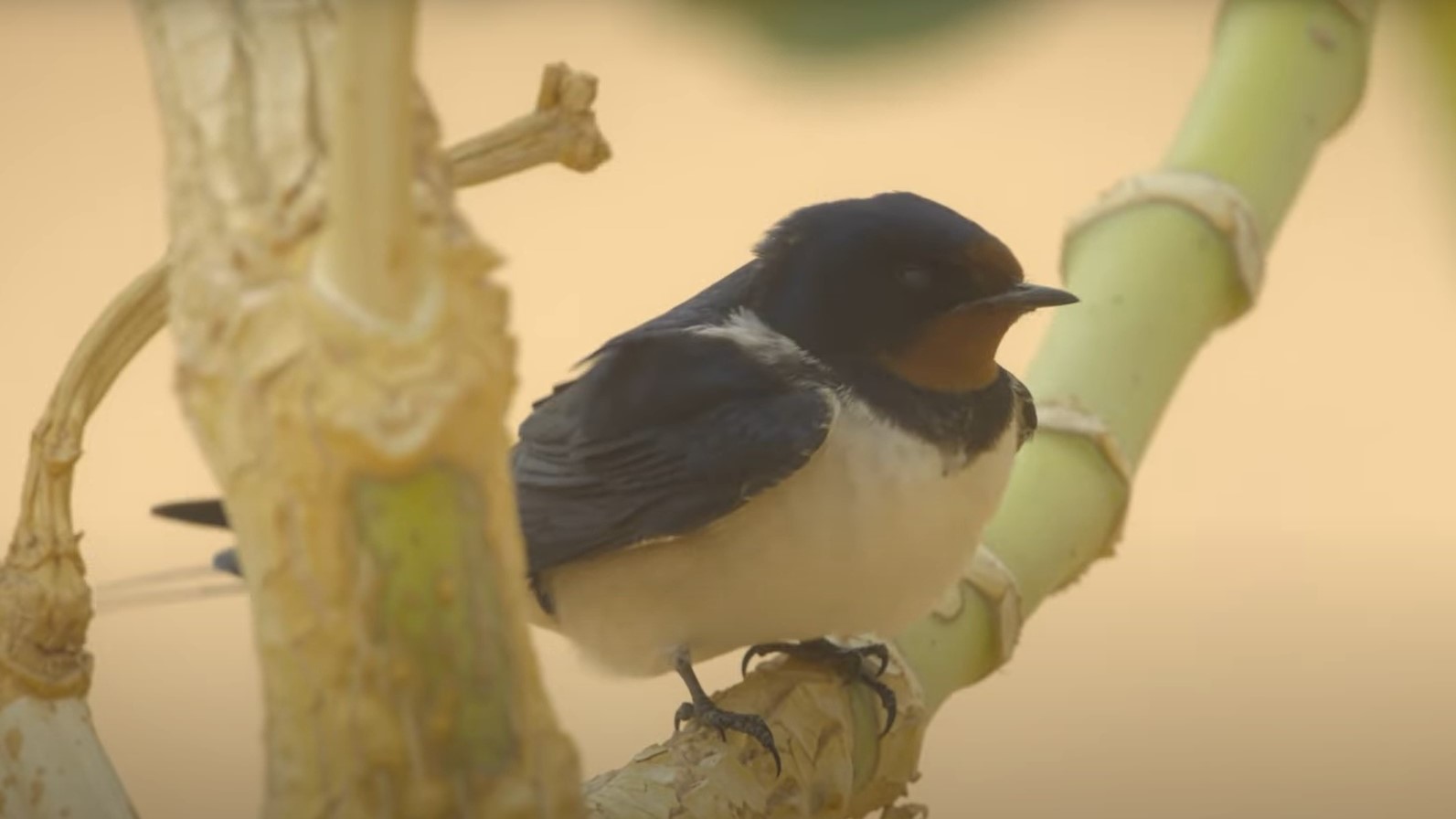 a barn swallow sitting on a tree branch in the Sahara desert during a sandstorm