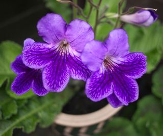 purple cape primrose plant