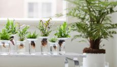 a selection of ferns being grown