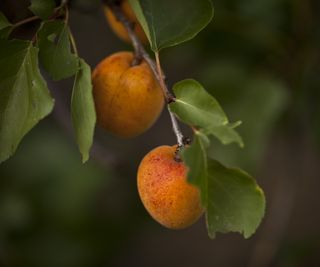 Apricot fruit