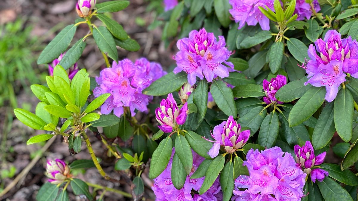 Rhododendrons