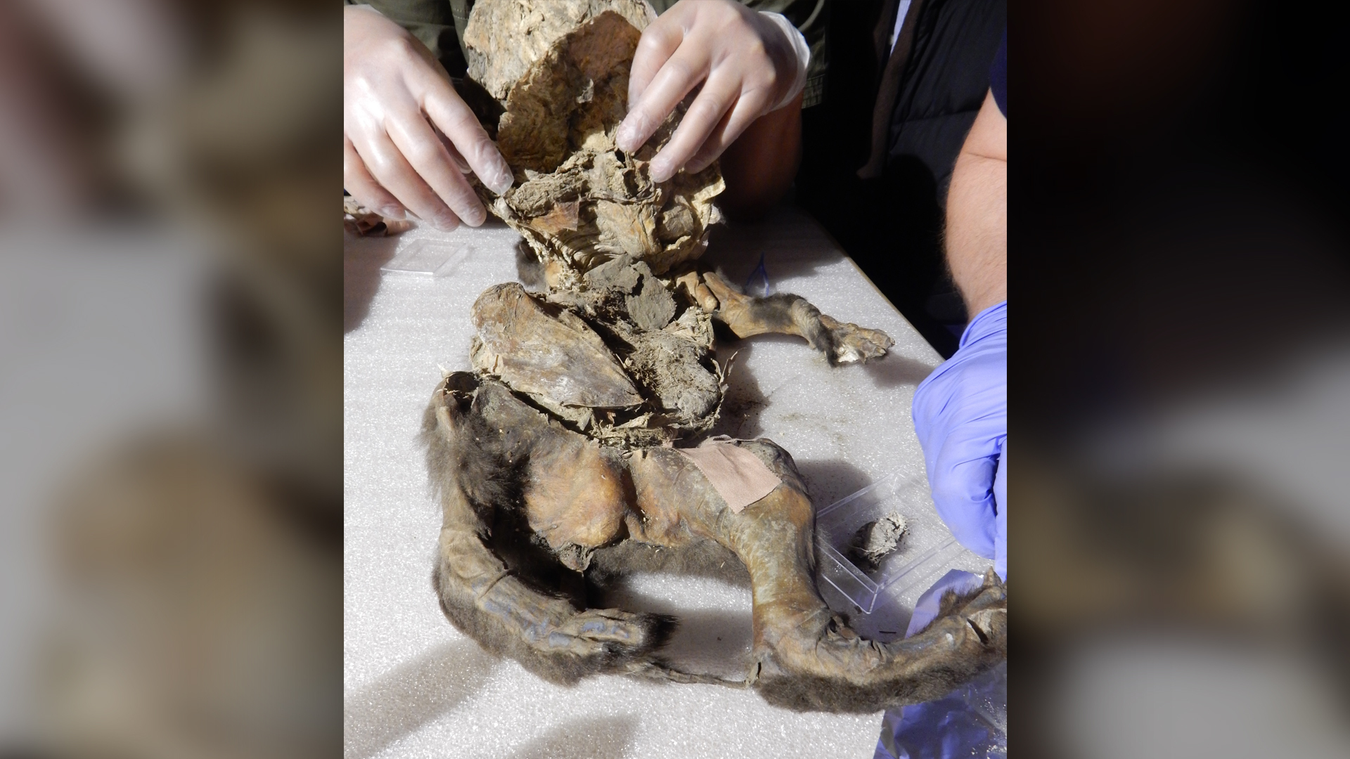 The roughly 14,000-year-old puppy mummy.