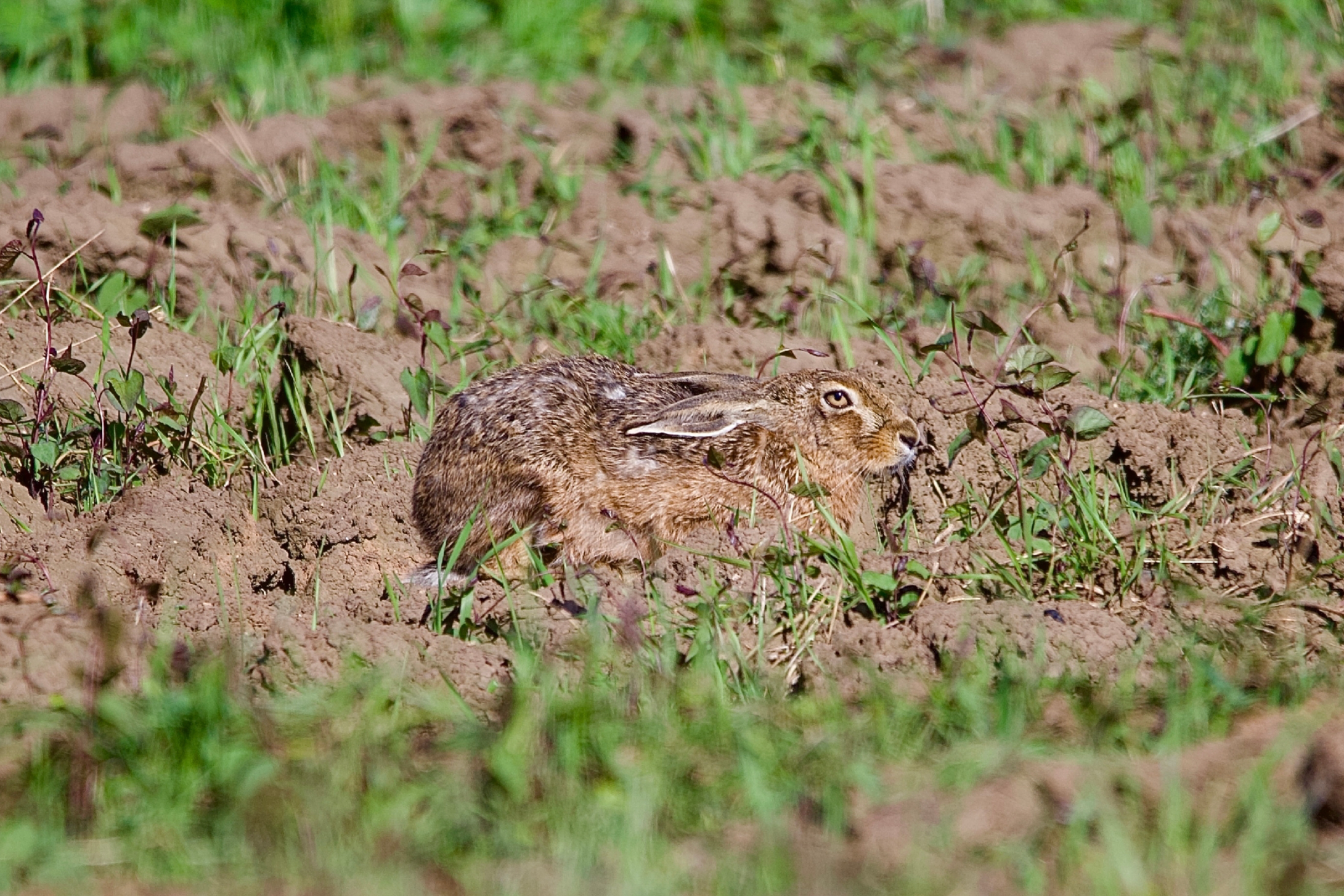 Lebre escondida camuflada na lama.