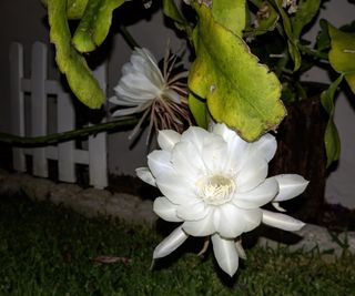 A queen of the night cactus flower