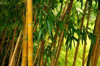 Bamboo trees scattered around