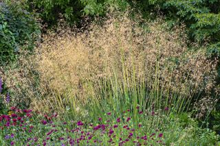 Stipa gigantia in a pretty flowerbed