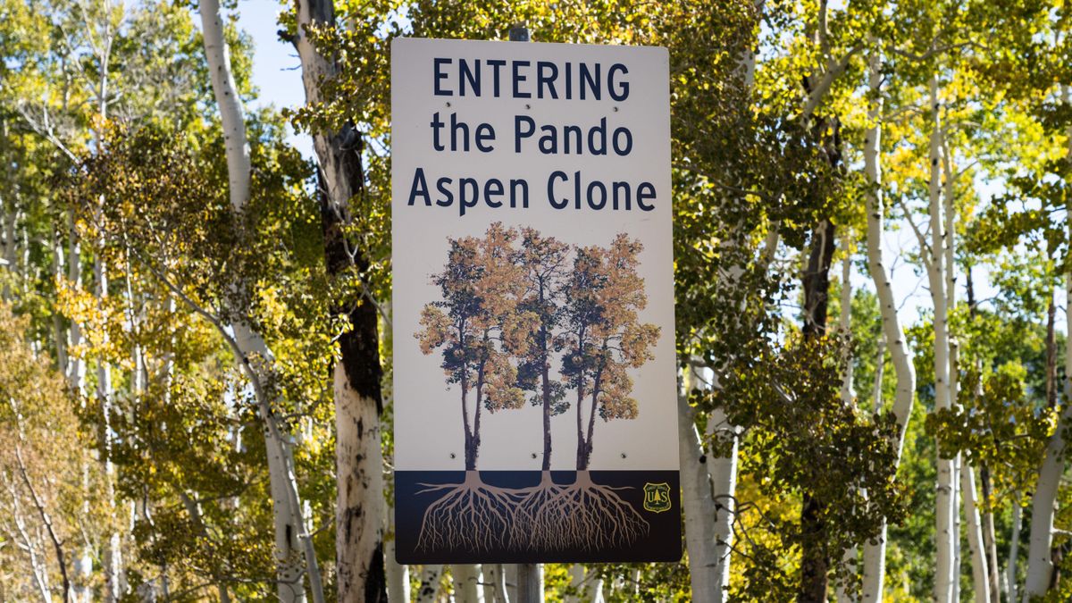 Pando: The world's largest tree and heaviest living organism | Live Science