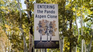 A sign at the entrance of the Pando clone that says: Entering the Pando Aspen Clone.