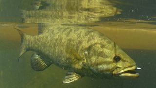 A smallmouth bass