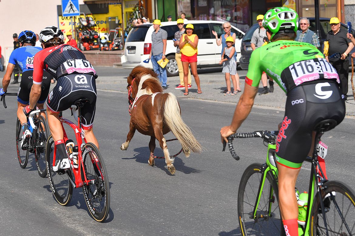 A Polish pony joined the peloton for a spin