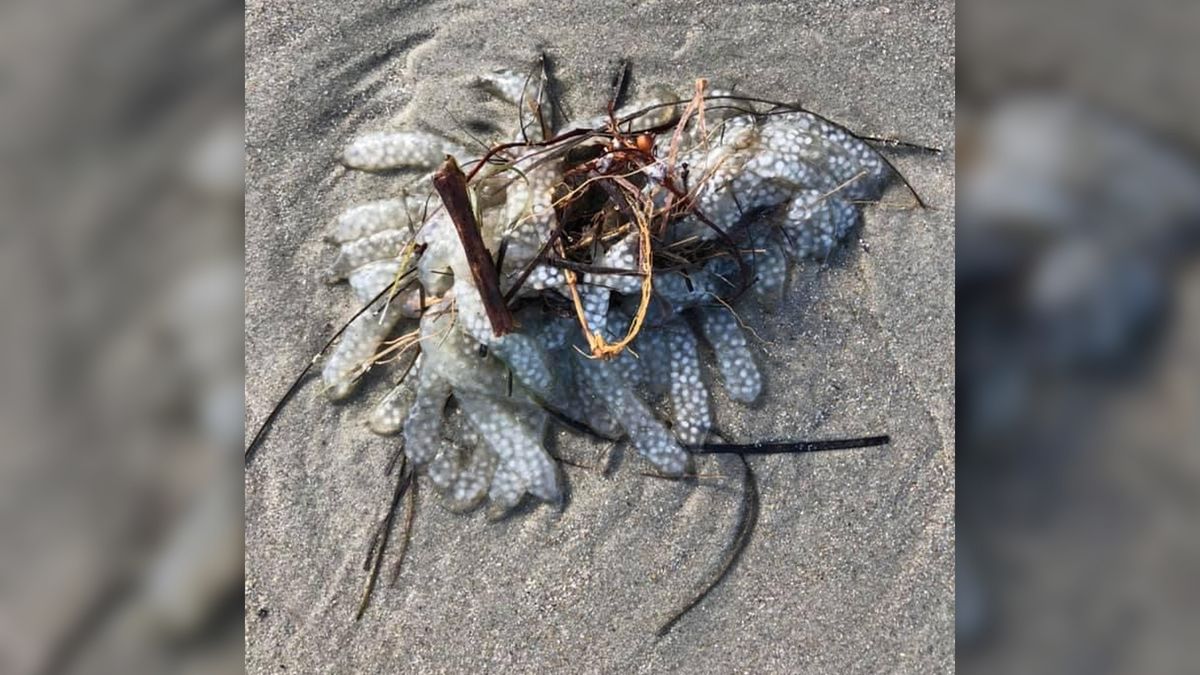 The mysterious polka-dotted blob in a photo taken on Shackleford Banks, a barrier island in Cape Lookout National Seashore in North Carolina, on Dec. 31, 2020. 