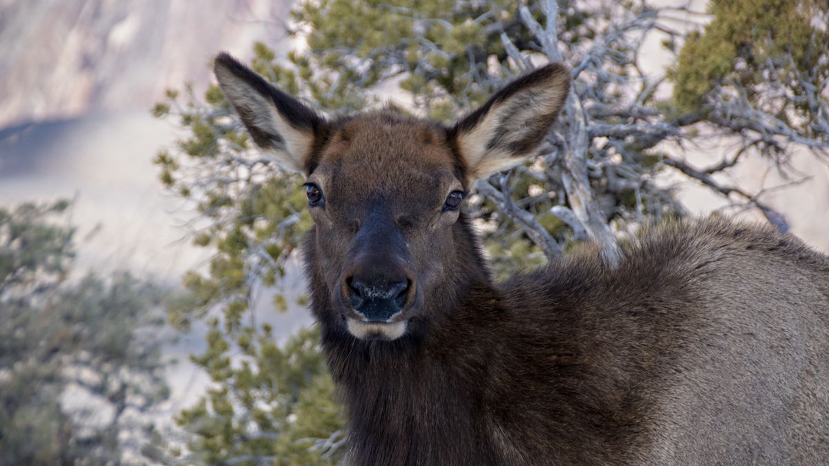 Cow elk at Grand Canyon National Park, Arizona, USA