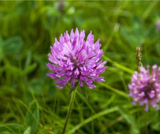 Red clover