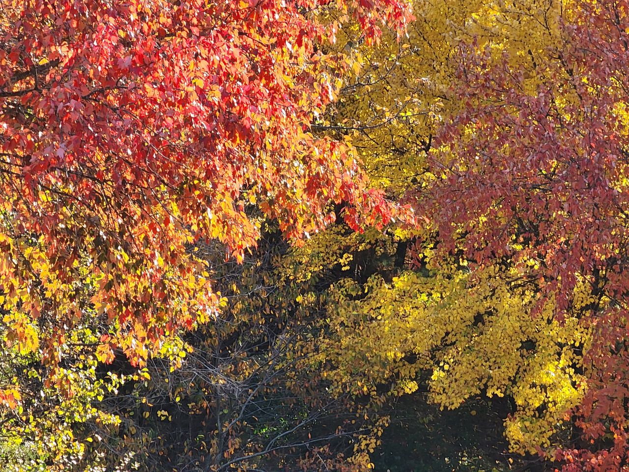 galaxy s22 ultra zoom tree 15x