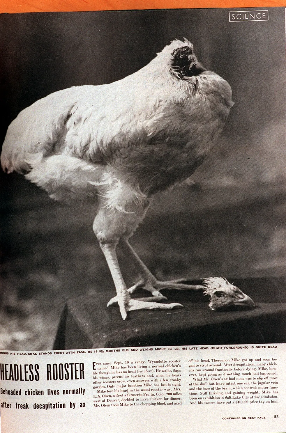 Post image 4