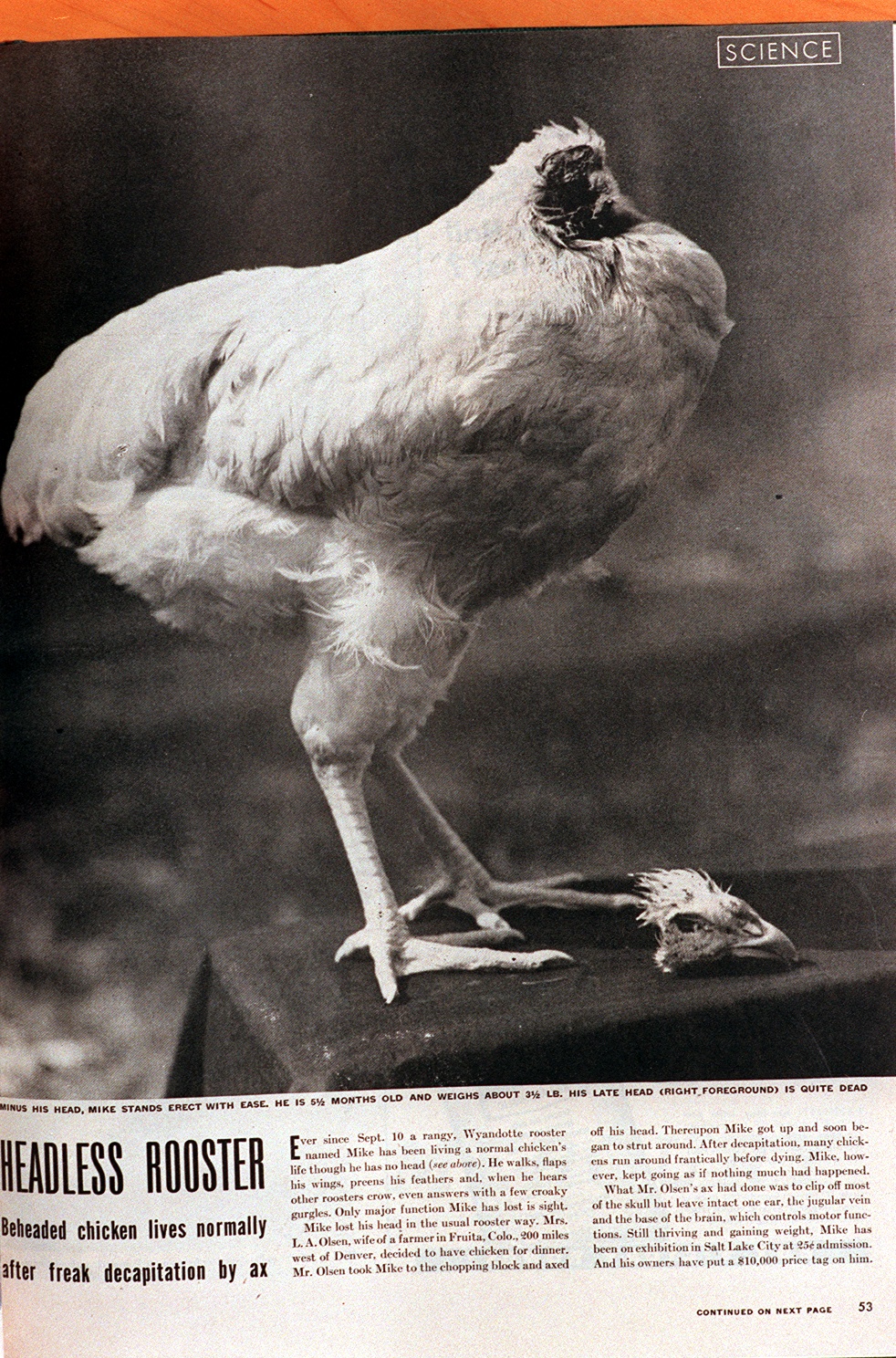 A black and white photo of a headless chicken standing on a black table with a magazine article below the image.