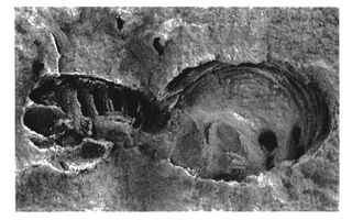 Oldest Fossil Spider (Palaeothele montceauensis.