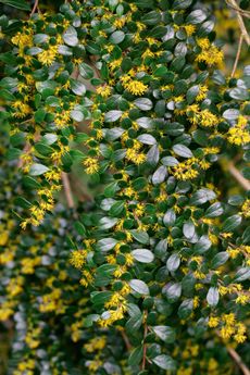 Spring flowers bursting in to life lift our gardens.