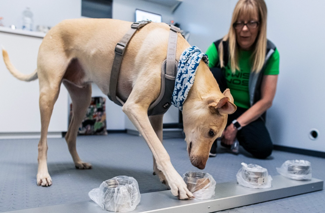 Helsinki sniffer dog