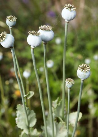 poppy seedpods