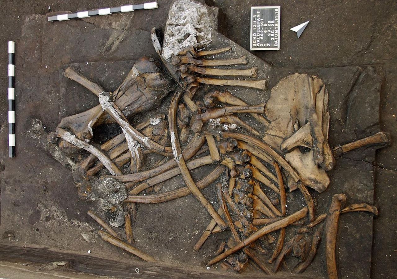 The remains from the front part of the elephant's body are shown here.