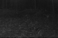 Sumatra striped rabbit images, rare rabbits, what is the rarest rabbit, animals, endangered species photos, camera trap photos