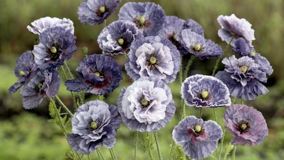 buy seeds online such as the Amazing Grey poppy from Suttons