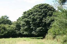 Sycamore tree